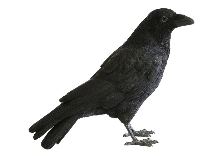 楽天市場 Pet Bank ペットバンク キャリオン クロウ リアルな動物の貯金箱 カラス 烏 からす ハシボソガラス Carrion Crow アニマル コインバンク オブジェ 置物 フィギュア インテリア 鳥 バード Irodori
