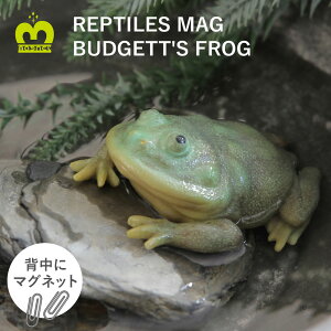 y10OFFz }Olbg REPTILES MAG u}^sIJKGv A Nbvu Nbvz_[ }Olbg  JG BUDGETT'S FROG u v^CY}O tBMA oWFbgKG