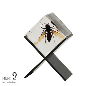 Mtg v[g HUNT9 u W{ Casimir v  T\ NK^ n` XYo` NX^L[u ̓I L`E RKlV LNgET\ y}gX}olNK^ c}O