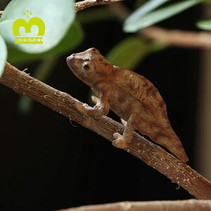 y݌ɌzREPTILES MAG uRmnJIv GREEN / BROWN AȐ̑`}Olbg }Olbg Nbvu Nbvz_[ ঒ LEAF CHAMELEON v^CY}O tBMA