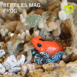 y|Cg5{z Mtg v[g }Olbg JG REPTILES MAG u JG̃}Olbg v AȐ̑`}Olbg Nbvu Nbvz_[ ঒   ^ v