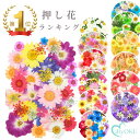 押し花 ドライフラワー 花材 レジン封入 ネイル ハーバリウム アクセサリー素材 UVレジン プリザーブドフラワー かすみ草 あじさい 小花 ハンドメイド 封入パーツ スマホケース 髪飾り DIY 本物