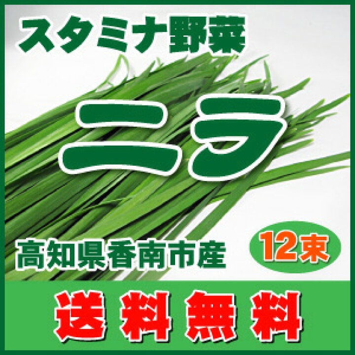 楽天市場 9 6ザ 鉄腕 Dash 出張dash村で紹介の高知県香南市産スタミナ食材 ニラ送料無料で10束プラス2束で合計12束入 高知香南市産ニラ 高知産ニラ みさき果樹園