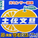 光センサー選果 超大玉 宿毛文旦⇒大箱10kg送料無料で甘〜い、ぶんたん宿毛文旦(すくもぶんたん)(4L〜5L)高知宿毛産 土佐文旦