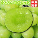 シャインマスカット2kg3〜4房★個数限定サービス価格JA山梨直送★大2kg⇒3〜4房入⇒美味鮮度重視シャインマスカット送料無料で贈答OKワイン発祥のJAやまな...