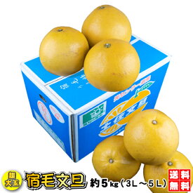 割引クーポン付　超大玉　土佐文旦　JA光センサー選果 超大玉　宿毛文旦⇒約5kg　送料無料で甘〜い、ぶんたん宿毛文旦(すくもぶんたん)（3L〜5L）高知宿毛産　土佐文旦