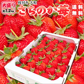 割引クーポン付★鮮度保持の枝付★大粒　さちのか苺　たっぷり大盛約1,2kg　送料無料　徳島産（家庭用）