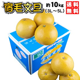 割引クーポン付　10kg 超大玉3L~5L　宿毛文旦（土佐文旦）　JA光センサー選果 超大玉　宿毛文旦　送料無料で甘〜い、ぶんたん宿毛文旦(すくもぶんたん)（3L〜5L）高知宿毛産　土佐文旦