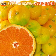 本日20%OFFクーポンで1,200円　いやしのみかんクーポンで最安値に挑戦！美味有機肥料たっぷり使用！えひ…