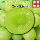 本日ポイント10倍さらに割引クーポン付　山梨直送★大粒シャインマスカット　2房入　たっぷり1,1kg以上　★個数限定サービス価格　JAフルーツ山梨直送★1,1kg以上　2房入⇒美味鮮度重視シャインマスカット送料無料でワイン発祥の山梨より直送！