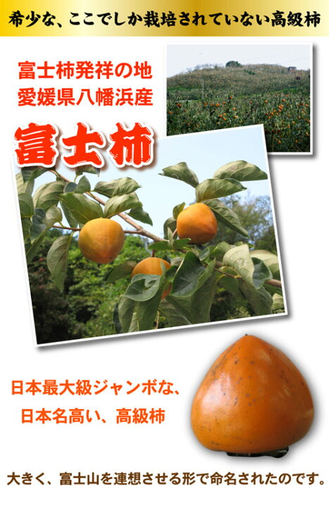 楽天市場】クーポンで3,872円 希少 富士柿☆ありえない赤字覚悟の大箱10kgで【送料無料】希少な高級柿☆マルチ栽培・富士柿最安値に挑戦!(大箱 10kg)発祥の地・愛媛県八幡浜より : みさき果樹園 楽天市場】クーポンで3,872円 希少 富士柿☆ありえない赤字覚悟の大箱10kgで【送料無料】希少な高級柿☆マルチ栽培・富士柿最安値に挑戦!(大箱 10kg)発祥の地・愛媛県八幡浜より : みさき果樹園