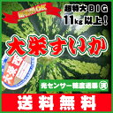 光センサー糖度選果済で超超BIGな11kg以上の大栄すいか・美味安心のハイクオリティ送料無料JA鳥取中央 ランキングお取り寄せ