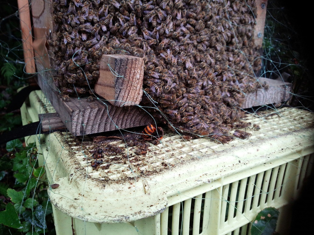 SALE／59%OFF】 日本ミツバチの蜂蜜大量‼️6kg‼️Ｎｏ．234