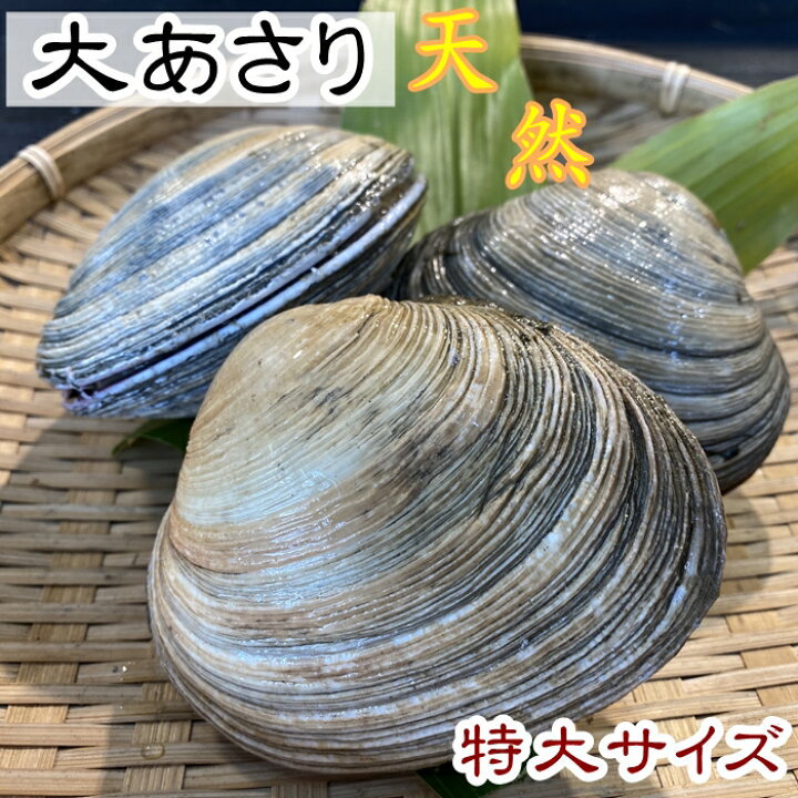 楽天市場 活大アサリ 大あさり 特大サイズ 1kg 天然 愛知県産 岬だよりショップ 楽天市場 活大アサリ 大あさり 特大サイズ 1kg 天然 愛知県産 岬だよりショップ