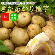 種芋 きたあかり 1kg 2kg じゃがいも 大きさ おまかせ じゃが芋 北海道産 国産