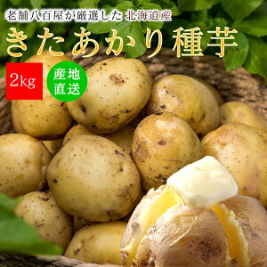 ��� ���������� 1kg 2kg ���Ⴊ���� �傫�� ���܂��� ���Ⴊ�� �k�C���Y ���Y