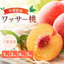 ＜クール便＞ ワッサー 桃 ご家庭用 長野県産 1kg 2kg 4kg 5kg ネクタリン 硬い桃 果物 訳あり 規格外