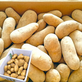 選べるメークイン or 男爵 じゃがいも 3kg 5kg 10kg 北海道産 訳あり 新鮮 じゃが芋 サイズお任せ(M〜2L) 国産