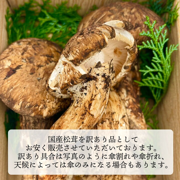 楽天市場】国産 松茸 訳あり 家庭用 100g 200g 300g 400g 500g 1kg 