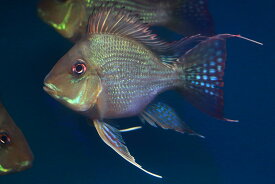 ゲオファーガスウルトラショートボディ 約9-10cm（熱帯魚シクリッド生体淡水魚）