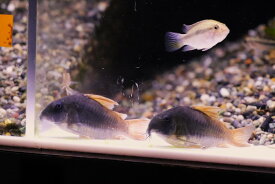 【熱帯魚・コリドラス・生体】コリドラス　コンコロールWILD　約4-5cm