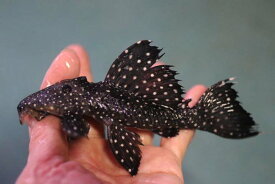 スーパーブラックドラゴンスタークラウンプレコ　約12cm【熱帯魚・生体・プレコ】