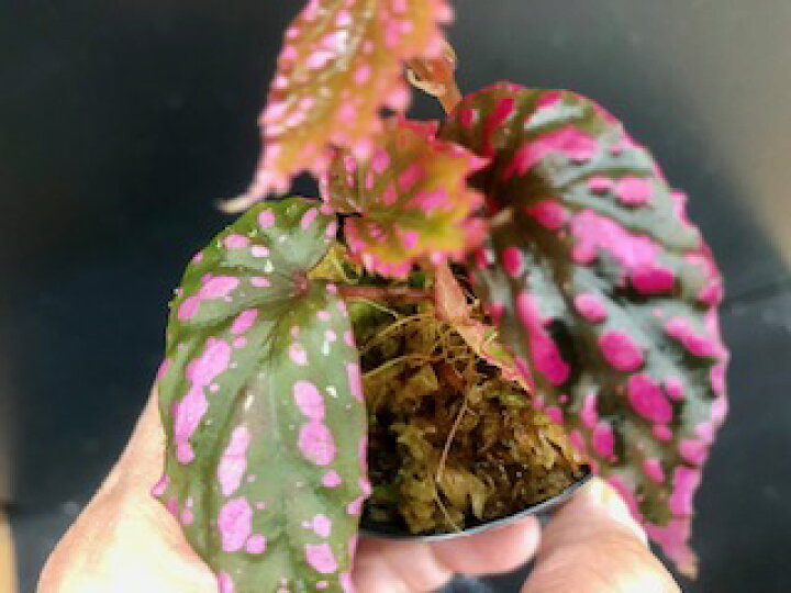 楽天市場 ベゴニアネグロセンシス ピンクドット 熱帯魚のmishima 楽天市場店 楽天市場 ベゴニアネグロセンシス ピンクドット 熱帯魚のmishima 楽天市場店