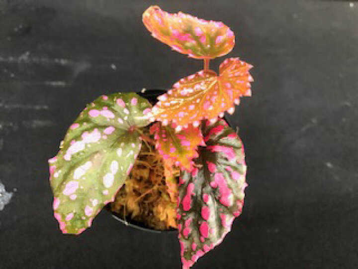 楽天市場 ベゴニアネグロセンシス ピンクドット 熱帯魚のmishima 楽天市場店 楽天市場 ベゴニアネグロセンシス ピンクドット 熱帯魚のmishima 楽天市場店