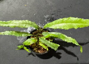 ~N\Esp.hSe[ Microsorum sp.Dragon Tail