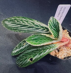 Acranthera sp.Sekadau