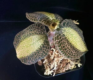 yTHE GAKIzAlNgLX NXoM[ gTCgh