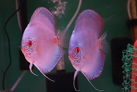 楽天市場】120×60×60 アクリル水槽(10t) : 熱帯魚のmishima 楽天市場店