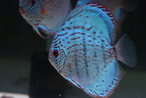 楽天市場】熱帯魚 コバルト ブルーの通販