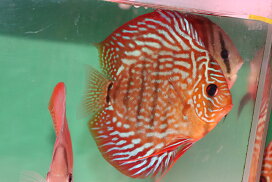 楽天市場】120×60×60 アクリル水槽(10t) : 熱帯魚のmishima 楽天市場店