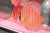 楽天市場】ワイルド ディスカス（種（観賞魚）ディスカス）の通販