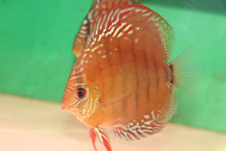 楽天市場】クリペアソリッドレッド 約12cm(熱帯魚ディスカス生体淡水魚 