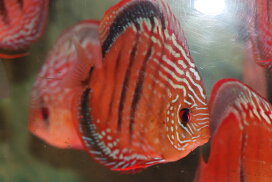 楽天市場】 ディスカス > ワイルドクロスタイプ : 熱帯魚のmishima 