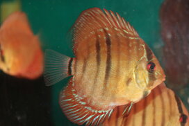 楽天市場】 ディスカス > ワイルドクロスタイプ : 熱帯魚のmishima 