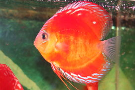 楽天市場】 ディスカス > ワイルドクロスタイプ : 熱帯魚のmishima 
