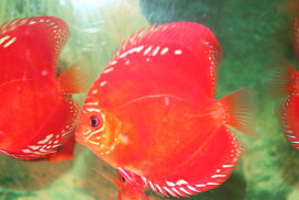 楽天市場】 ディスカス > ワイルドクロスタイプ : 熱帯魚のmishima 