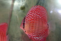 楽天市場】ワイルド ディスカス（熱帯魚・アクアリウム｜ペット 