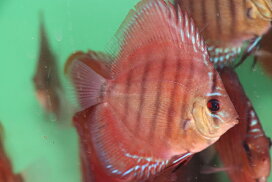 楽天市場】 ディスカス > ワイルドクロスタイプ : 熱帯魚のmishima 