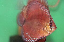 楽天市場】 ディスカス > ワイルドクロスタイプ : 熱帯魚のmishima 