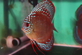 楽天市場】 ディスカス > ワイルドクロスタイプ : 熱帯魚のmishima 