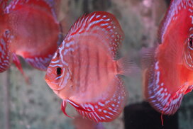 楽天市場】 ディスカス > ワイルドクロスタイプ : 熱帯魚のmishima 