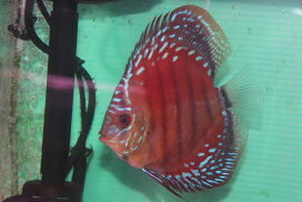 楽天市場】 ディスカス > ワイルドクロスタイプ : 熱帯魚のmishima 