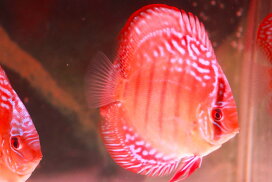 楽天市場】 ディスカス > ワイルドクロスタイプ : 熱帯魚のmishima 