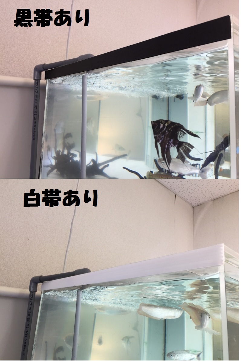 150×60×60アクリル水槽（10ｔ） | 熱帯魚のmishima 楽天市場店