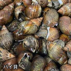活き 本ばい貝 バイ貝 島根県などの国産 煮つけ 黒バイ クロバイ 本バイ