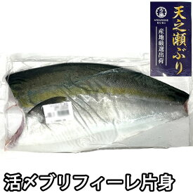 【下処理承ります！】天之瀬 ブリフィーレ 半身（冷蔵便）ぶり 鰤 刺身 しゃぶしゃぶ 生 養殖